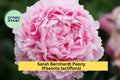 Sarah Bernhardt Peony Bare Root Plant – Pink Double Flower, Paeonia lactiflora, Perennial Bush for Garden Borders & Cut Flowers