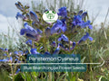 Penstemon Cyaneus Seeds – 100 mg Blue Beardtongue Wildflower for Pollinator Gardens & Drought-Resistant Landscaping