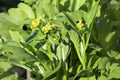 Yu Choy Sum Seeds – 150 Flowering Brassica rapa var. parachinensis for Asian Vegetable Gardens