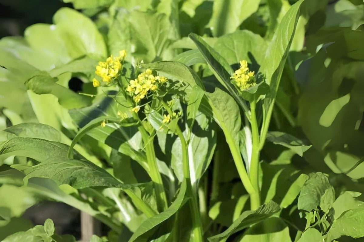 Yu Choy Sum Seeds – 150 Flowering Brassica rapa var. parachinensis for Asian Vegetable Gardens