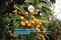 Japanese Loquat Fruit Tree Seedling - 8” Potted Eriobotrya japonica, Tropical Edible Fruit, Easy Care Live Plant