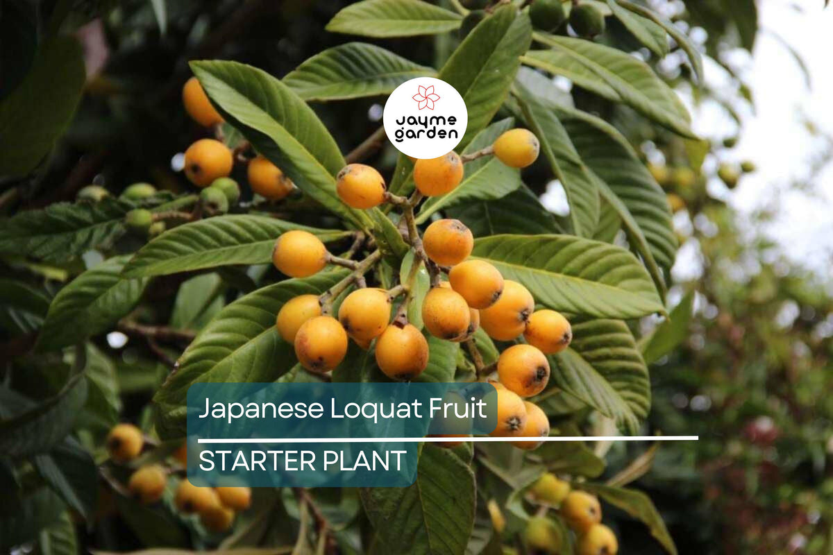 Japanese Loquat Fruit Tree Seedling - 8” Potted Eriobotrya japonica, Tropical Edible Fruit, Easy Care Live Plant