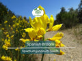 20 Spanish Broom Seeds Spartium junceum Yellow Flowering Shrub Fragrant Garden Bush Hardy Drought Tolerant