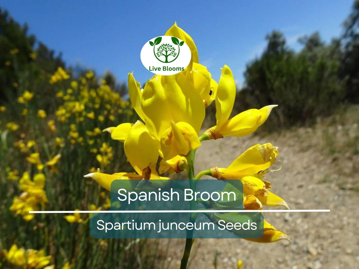 20 Spanish Broom Seeds Spartium junceum Yellow Flowering Shrub Fragrant Garden Bush Hardy Drought Tolerant