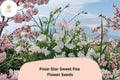 Polar Star Sweet Pea Seeds | Climbing Vine with Fragrant White Blooms | Lathyrus odoratus | Garden Planting (50+ Seeds)