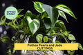 Pothos 'Pearls and Jade' 3 Cuttings | Variegated Devil’s Ivy Starter | Indoor Houseplant for Hanging Basket or Shelf Décor