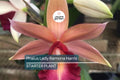 Phaius Lady Ramona Harris ‘Looking @ You’ Orchid – Live Potted Plant with Red-Maroon Flowers, 3-Inch Pot, Indoor/Outdoor Subtropical Orchid
