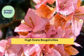 Bougainvillea ‘Hugh Evans’ Live Rooted Starter Plug Plant – Bright Pink Flowering Tropical Vine for Garden, Patio, Hanging Basket