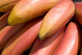 Red Banana Tree Live Plant 10-20 Inches | Musa acuminata ‘Red Dacca’ Exotic Tropical Fruit Plant