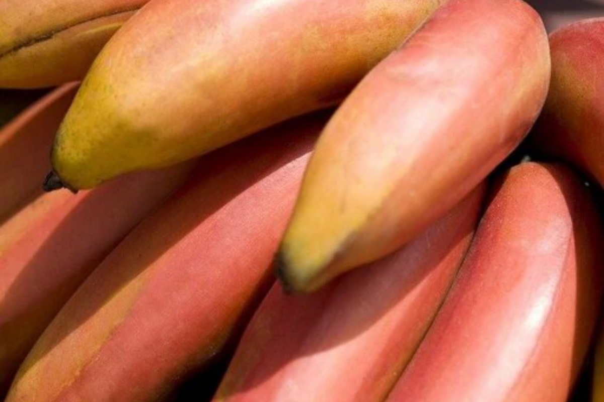 Red Banana Tree Live Plant 10-20 Inches | Musa acuminata ‘Red Dacca’ Exotic Tropical Fruit Plant