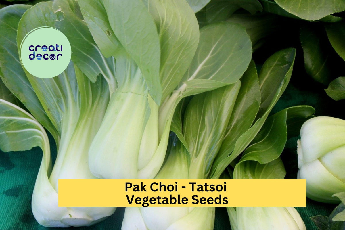 3 Pack Tatsoi Pak Choi Seeds – Asian Leafy Green for Garden, Containers, Raised Beds – Fast-Growing Brassica rapa subsp. narinosa