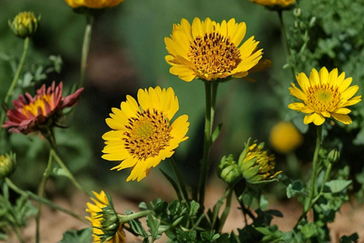 Yellow Crownbeard Seeds – Verbesina helianthoides – Native Wildflower for Pollinators, Summer Blooms