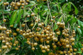 Grafted Longan Tree 12-24 Inches Tropical Fruit Tree Dragon’s Eye (Dimocarpus longan)