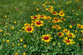 Yellow Gaillardia Seeds – Gaillardia aristata Wildflower, Drought-Tolerant Pollinator Plant, Bright Yellow Daisy-Like Blooms, 25 Seeds