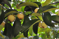 Mangosteen Tree Starter Plant - Garcinia Mangostana, Exotic Tropical Fruit Tree, Queen of Fruits, Sweet & Tangy Flavor