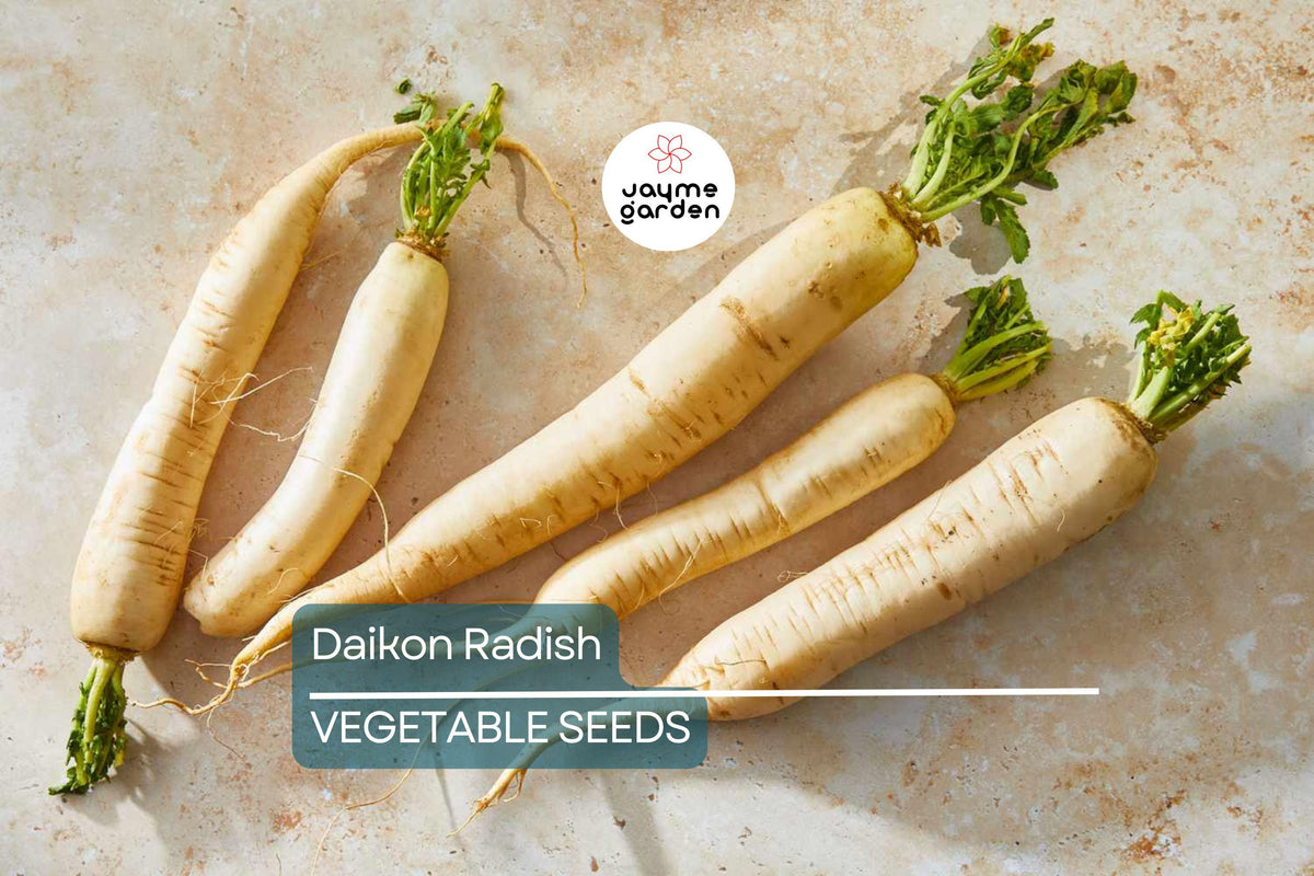 Daikon Radish Seeds – Heirloom, Non-GMO, Fast-Growing Raphanus sativus var. longipinnatus for Salads, Pickling & Microgreens