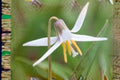 White Trout Lily Seeds – Erythronium albidum – Native Woodland Wildflower for Spring Ephemeral Gardens