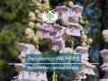 Penstemon Seeds 500 Pack | Palmer's Penstemon, Perennial, Bee & Hummingbird Friendly, Fragrant Blooms, Non-GMO, Drought Tolerant, Penstemon palmeri