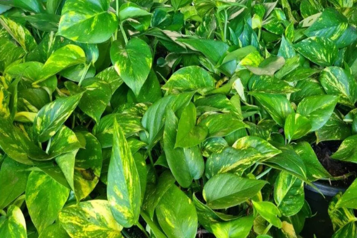 Big Golden Pothos Live Houseplant 12-24 Inches, Epipremnum aureum, Low Maintenance, Air-Purifying Indoor Climbing Plant