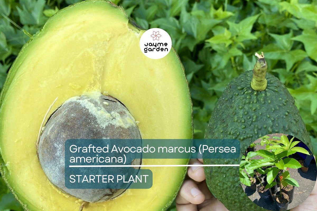 Grafted Avocado Marcus Live Tropical Fruit Tree, Early Fruiting, Persea americana, 12-24 inches