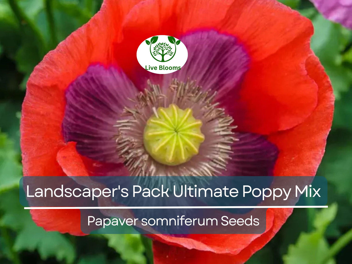 Landscaper's Poppy Seed Pack - 5000 Non-GMO Breadseed & Colorful Varieties - Papaver somniferum Garden Flowers