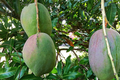 Julie Mango Tree Seedling – 1-2 ft. Tropical Fruit for Small Spaces, Compact, Fiberless, Aromatic Mangoes, Mangifera indica