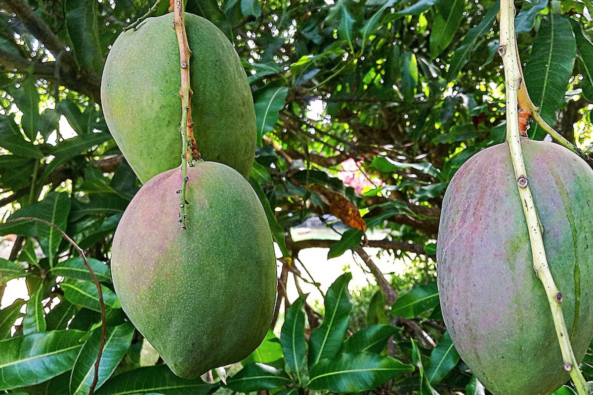 Julie Mango Tree Seedling – 1-2 ft. Tropical Fruit for Small Spaces, Compact, Fiberless, Aromatic Mangoes, Mangifera indica