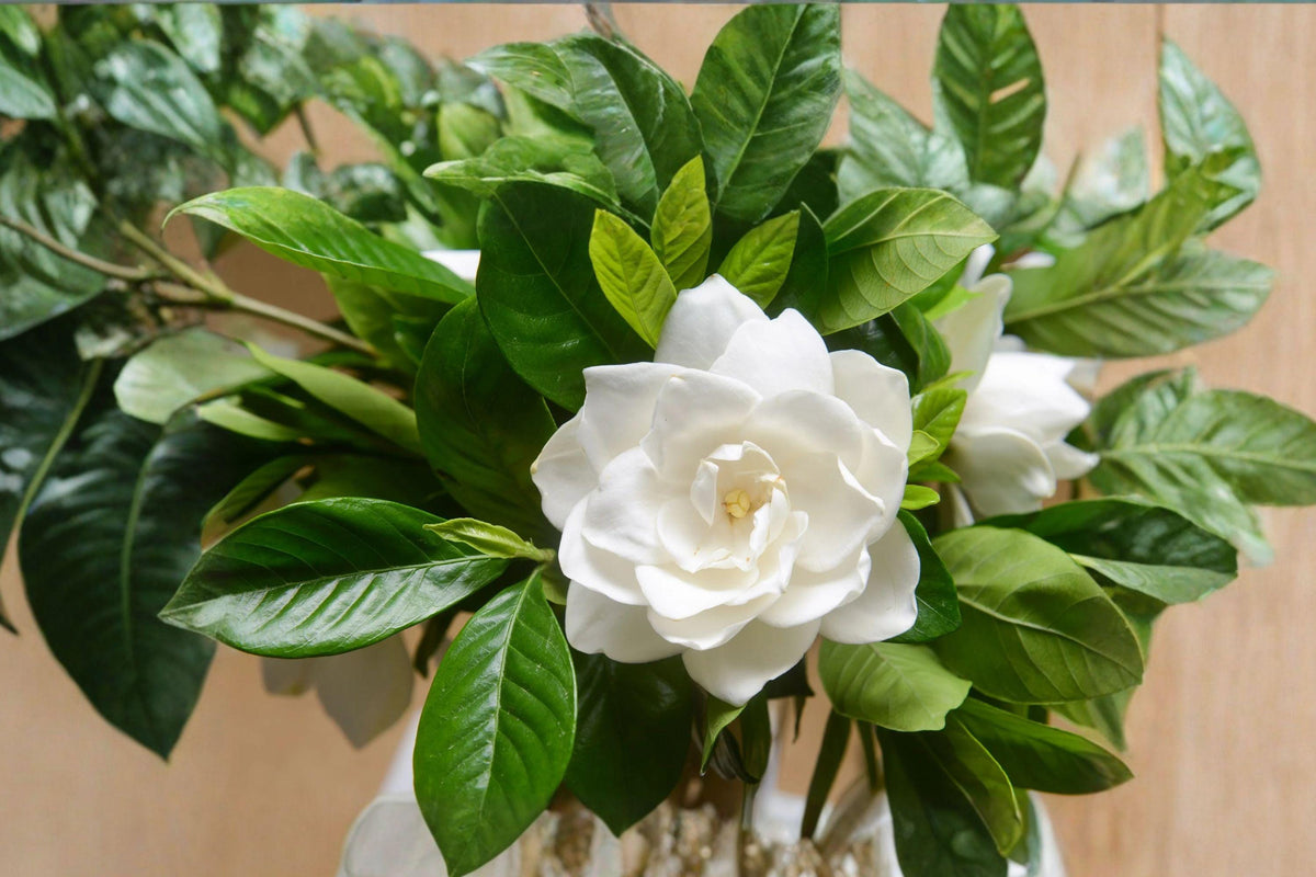 20 Gardenia jasminoides Seeds – Cape Jasmine Fragrant White Flowers – Evergreen Shrub for Garden & Container Planting