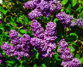 Old-Fashioned Lilac Bushes Bareroot 1-2ft, Fragrant Purple Blooms, Syringa vulgaris, Hardy Flowering Shrubs