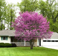 2 Eastern Redbud Trees (Cercis canadensis) Bareroot 2ft | Native Hardy Ornamental Trees with Pink Purple Spring Blooms