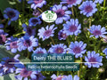 50 Seeds Daisy The Blues Felicia Heterophylla - Blue Flowers, Perennial, Non-GMO, Pollinator-Friendly, Heirloom, Garden, Wildflower Seeds