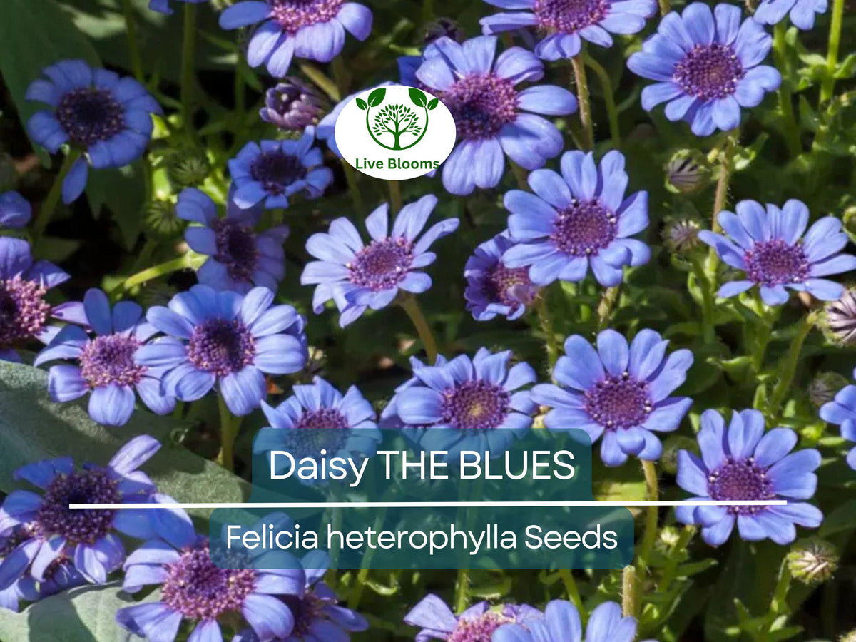 50 Seeds Daisy The Blues Felicia Heterophylla - Blue Flowers, Perennial, Non-GMO, Pollinator-Friendly, Heirloom, Garden, Wildflower Seeds