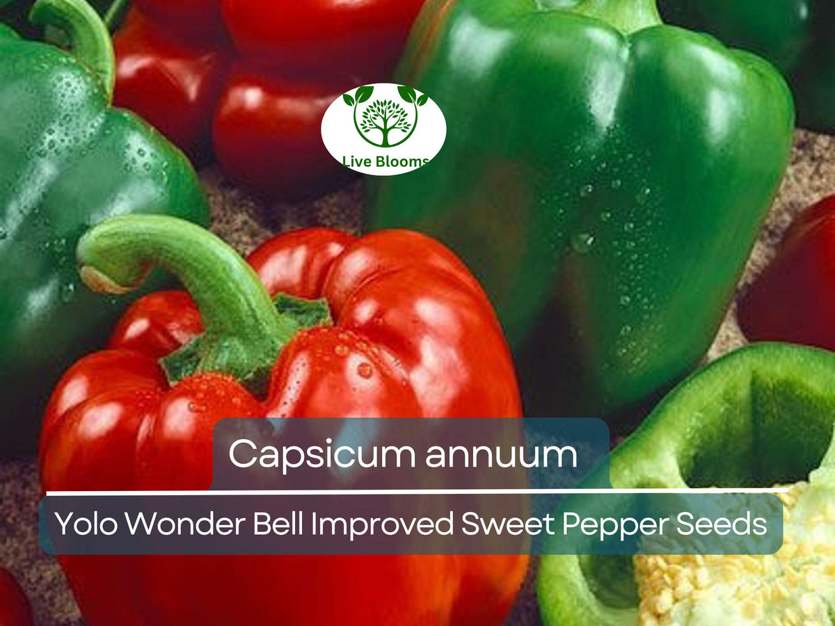 30 Seeds Sweet Pepper Yolo Wonder Bell Improved – Capsicum annuum, High-Yielding Blocky Bell Peppers for Gardening & Planting