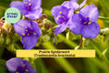 Prairie Spiderwort Seeds – 150 Pack – Tradescantia bracteata Native Perennial Wildflower for Prairie & Pollinator Gardens
