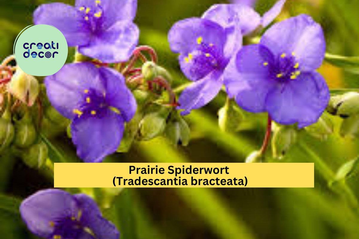 Prairie Spiderwort Seeds – 150 Pack – Tradescantia bracteata Native Perennial Wildflower for Prairie & Pollinator Gardens
