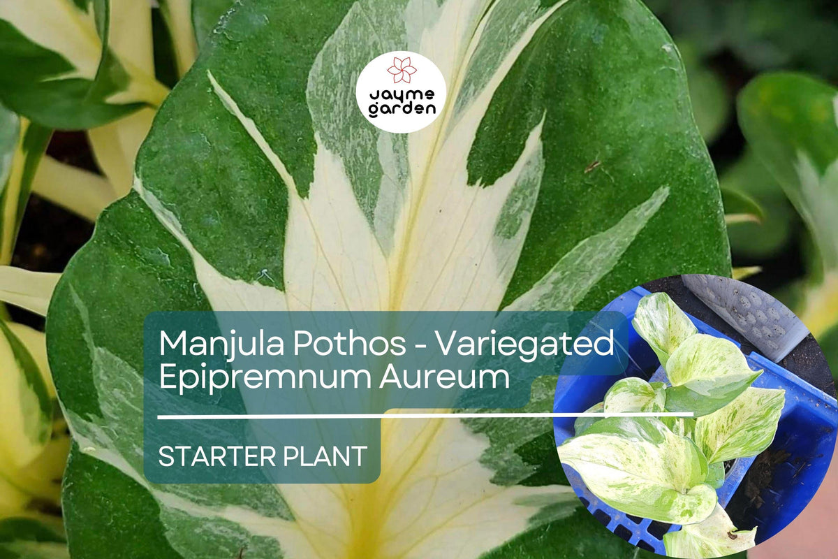 Manjula Pothos Starter Plant - Variegated Epipremnum aureum with White Green Foliage for Indoor Decor, Hanging Baskets & Shelves