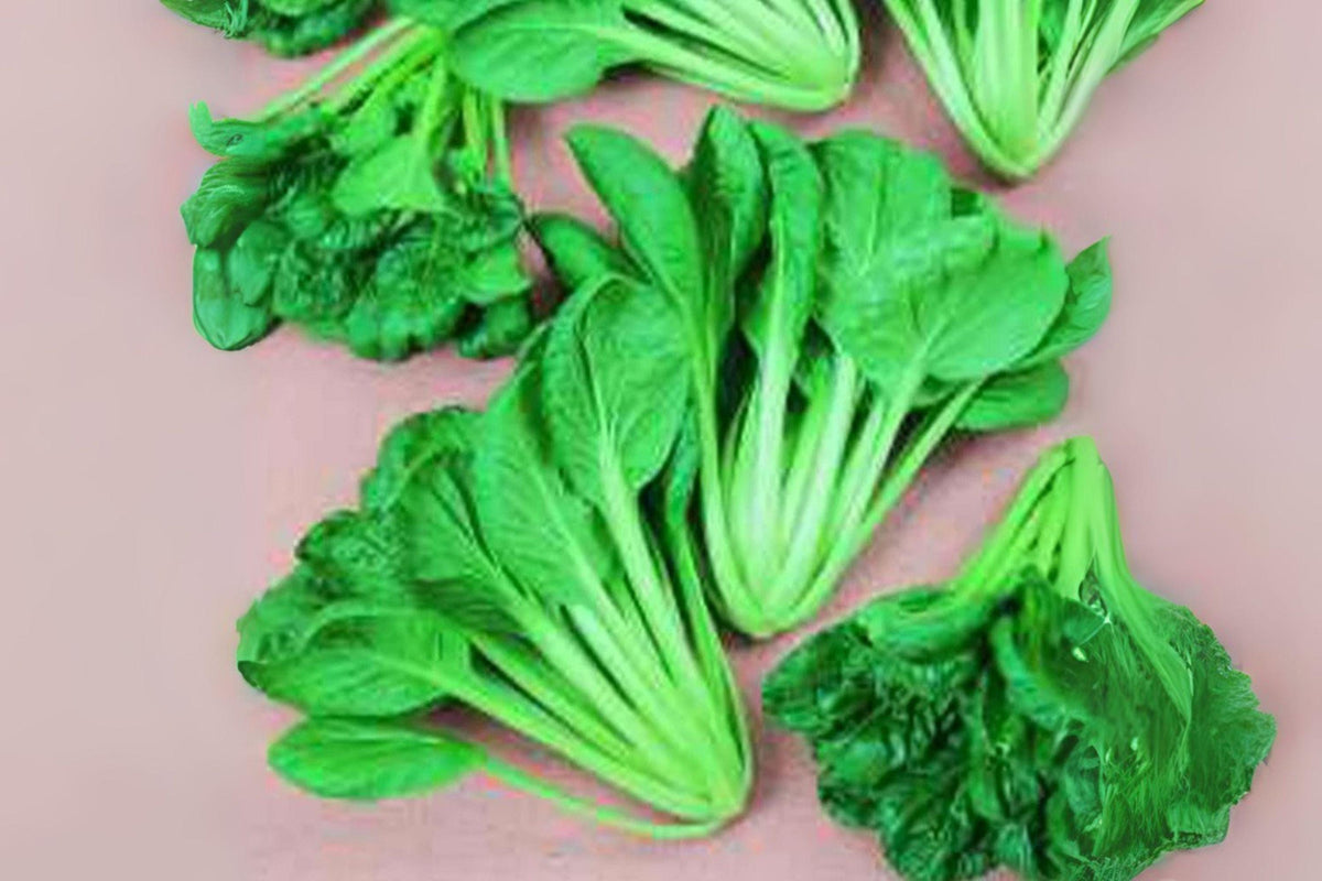 Tatsoi Seeds – Asian Leafy Green, Baby Bok Choy, Brassica rapa var. rosularis, 250 Seeds