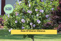 5 Rose of Sharon Hibiscus Bare Root Shrubs | Summer Blooming Hardy Deciduous Plants | Hibiscus syriacus