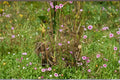 Agalinis tenuifolia Seeds – Slender False Foxglove Native Annual Wildflower for Pollinator Gardens, Prairie Restoration, 250 Seeds