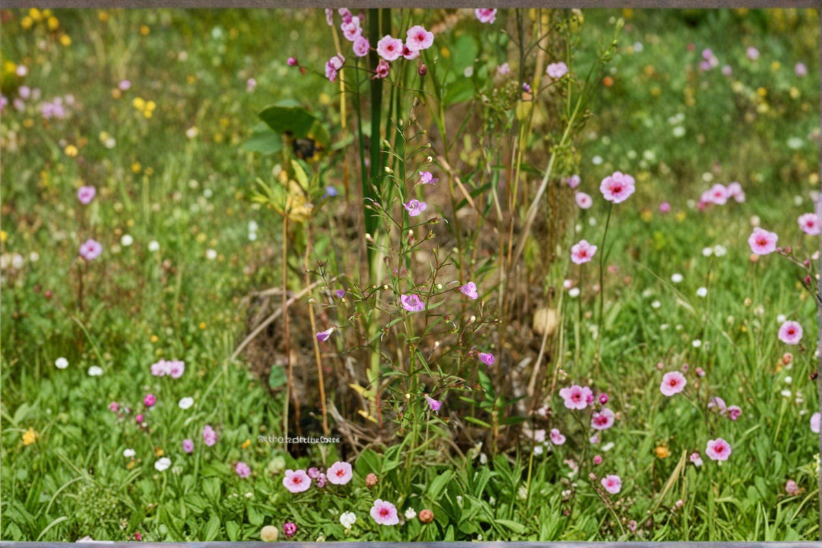 Agalinis tenuifolia Seeds – Slender False Foxglove Native Annual Wildflower for Pollinator Gardens, Prairie Restoration, 250 Seeds