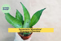 Sansevieria Moonshine Live Snake Plant in 4" Pot, Dracaena trifasciata, Easy-Care Indoor Houseplant for Home or Office