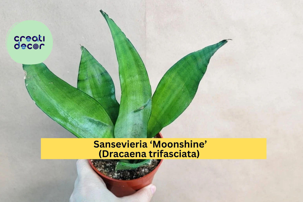Sansevieria Moonshine Live Snake Plant in 4" Pot, Dracaena trifasciata, Easy-Care Indoor Houseplant for Home or Office