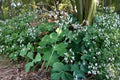 Chocolate Mint Scented Pelargonium Cuttings - Fuzzy Leaf Aromatic Geranium for Containers & Herb Gardens
