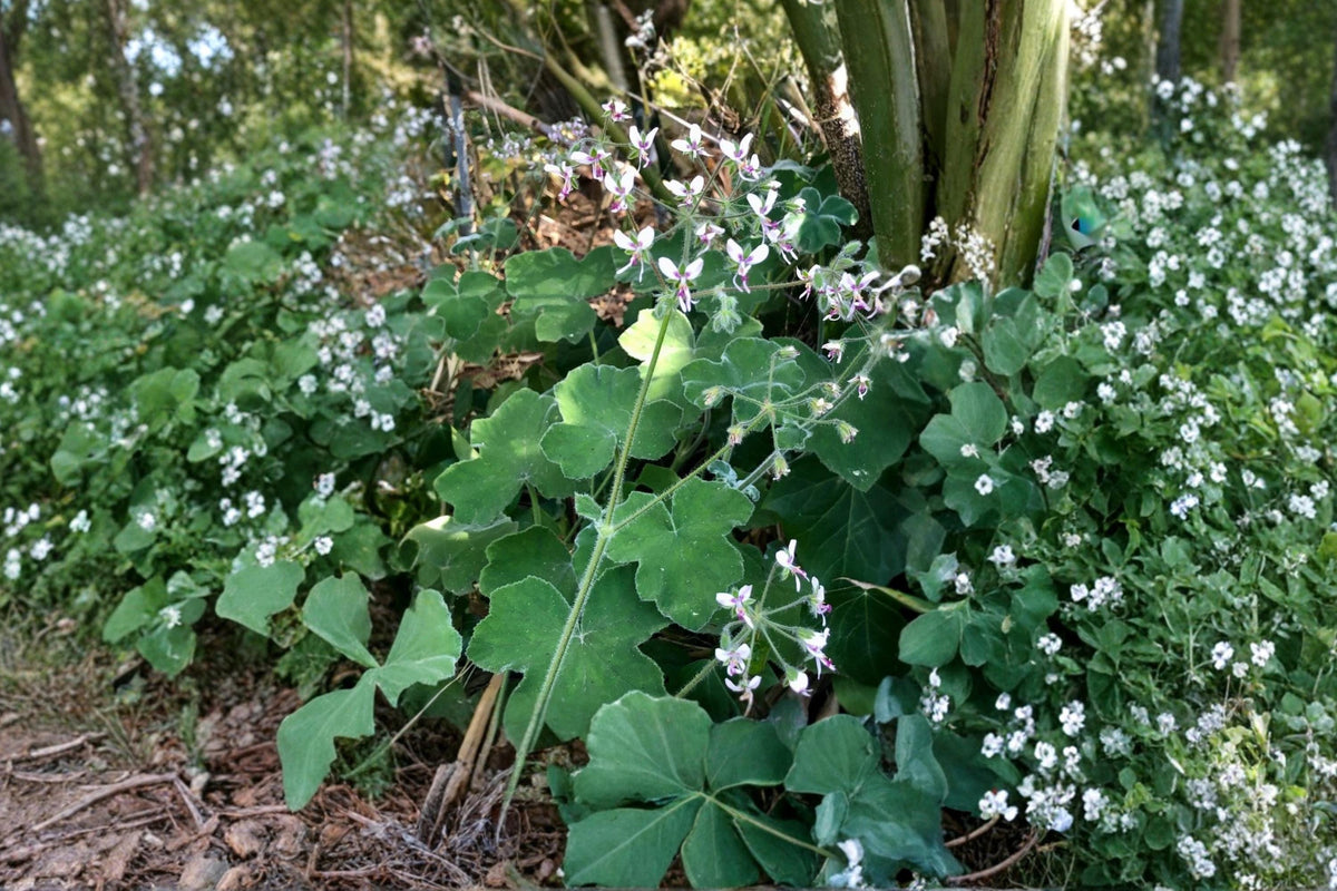 Chocolate Mint Scented Pelargonium Cuttings - Fuzzy Leaf Aromatic Geranium for Containers & Herb Gardens