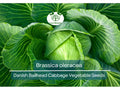 Danish Ballhead Cabbage Seeds – Heirloom Brassica oleracea for Gardening & Cooking, 1 Gram Pack