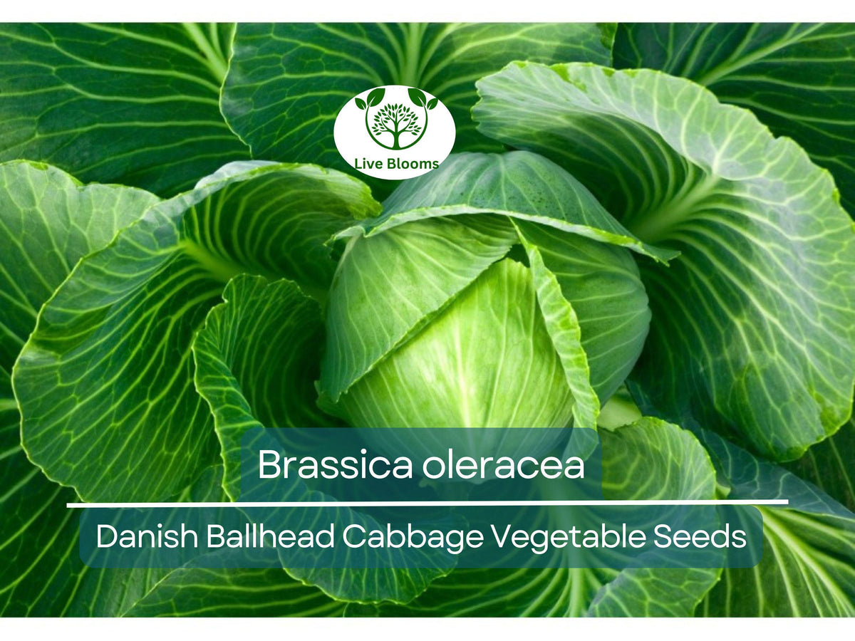 Danish Ballhead Cabbage Seeds – Heirloom Brassica oleracea for Gardening & Cooking, 1 Gram Pack