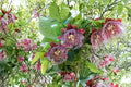 Passion Fruit Vine Seeds – Passiflora edulis, Purple Granadilla, Tropical Climbing Plant, Edible Fruit, Ornamental Flower, 10 Seeds