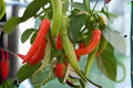 Pepperoncini Italian Sweet Pepper Seeds – Heirloom Capsicum annuum for Pickling, Salads, and Mediterranean Cuisine