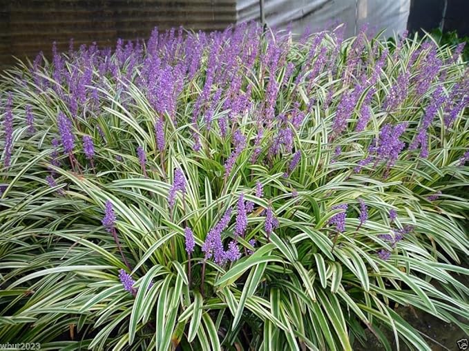 10 Variegated Monkey Grass Bare Roots (Liriope muscari ‘Variegata’) – Hardy Evergreen Groundcover for Borders & Landscaping