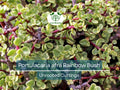 Elephant Bush Dwarf Jade Cuttings 7-12" Portulacaria Afra Green Red Stem Succulent Propagation Plant